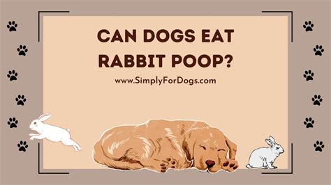 dog ate rabbit poop|stopping puppy from eating poop.